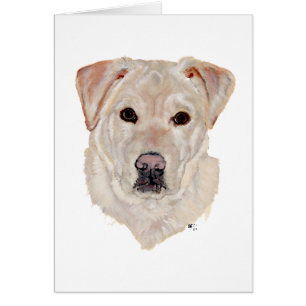 Labrador Retriever Jaune