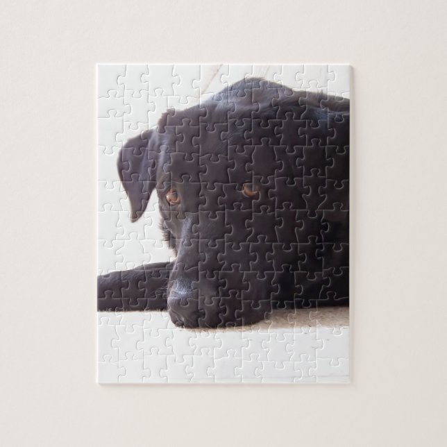 labrador retriever jigsaw puzzle (Vertical)