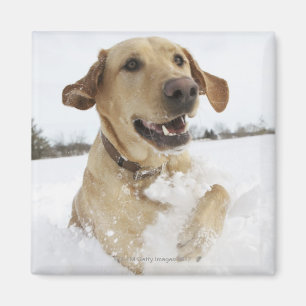 Labrador retriever jumping through deep snow magnet