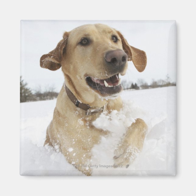 Labrador retriever jumping through deep snow magnet (Front)