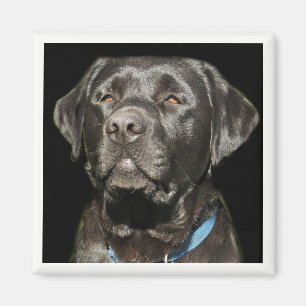 Labrador Retriever Magnet