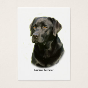 Labrador retriever noir
