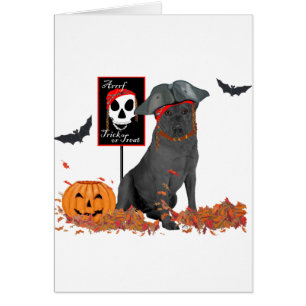 Labrador Retriever noir pirate