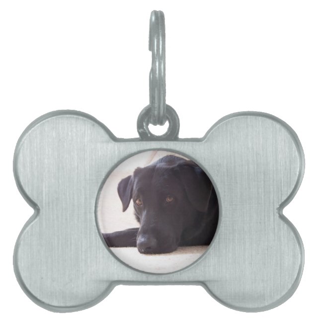 labrador retriever pet ID tag (Front)