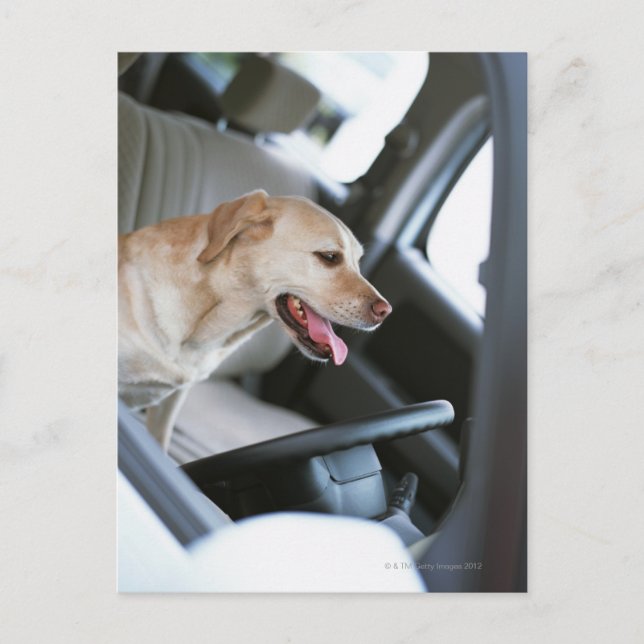 Labrador retriever postcard (Front)