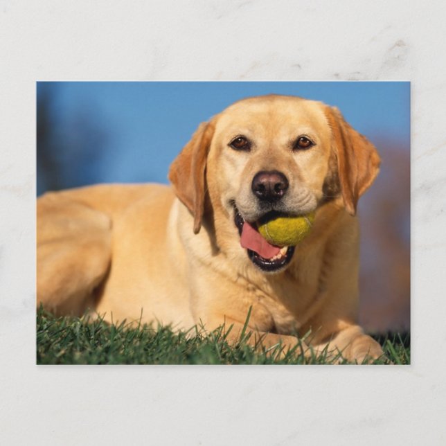 Labrador Retriever Postcard (Front)