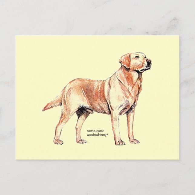 Labrador Retriever Postcard (Front)