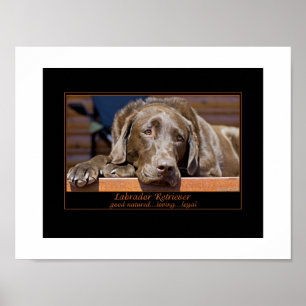 Labrador Retriever Poster