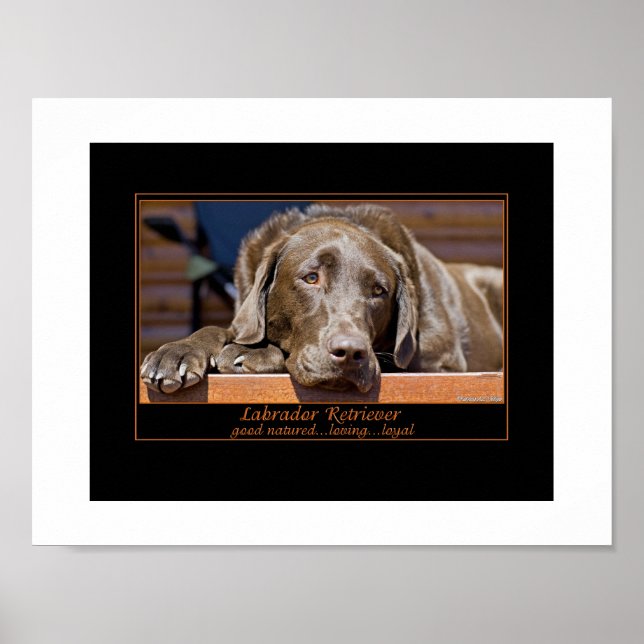 Labrador Retriever Poster (Front)