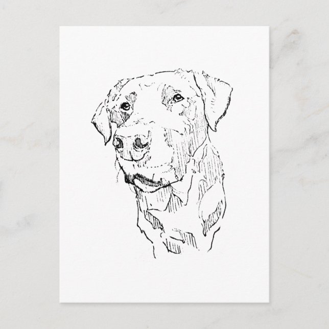 Labrador Retriever Poster Art, Wall Print Postcard (Front)