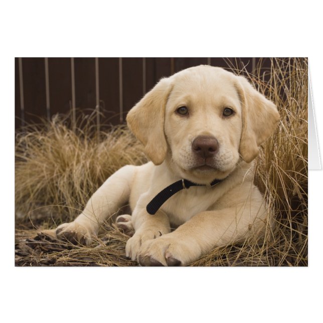 Labrador Retriever puppy (Front Horizontal)