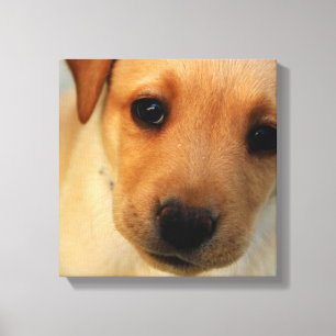Labrador Retriever Puppy Canvas Print