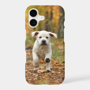 Labrador retriever puppy in autumn scenery