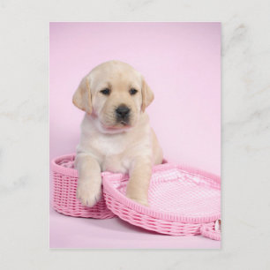 Labrador retriever puppy on pink background postcard