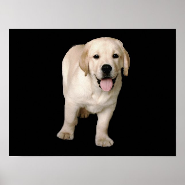 Labrador Retriever Puppy Print (Front)