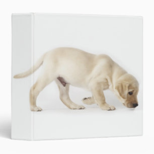 Labrador Retriever Puppy Walking Binder