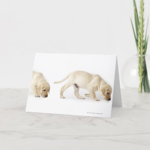 Labrador Retriever Puppy walking Card