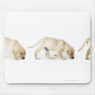 Labrador Retriever Puppy Walking Mouse Pad