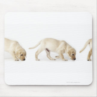 Labrador Retriever Puppy Walking Mouse Pad