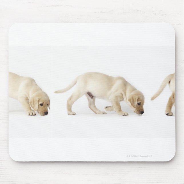 Labrador Retriever Puppy Walking Mouse Pad (Front)