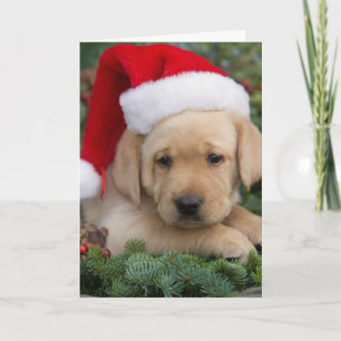 Labrador Retriever Puppy With Santa Hat Holiday Card