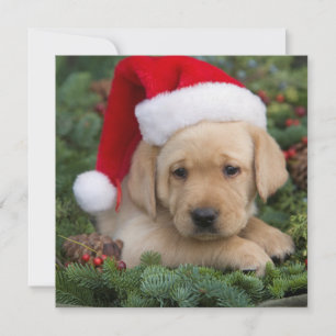 Labrador Retriever Puppy With Santa Hat Holiday Card