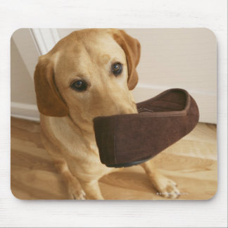 Labrador retriever puppy with slipper in his mouse pad