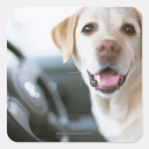 Labrador Retriever Square Sticker
