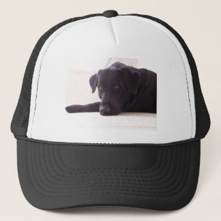 labrador retriever trucker hat