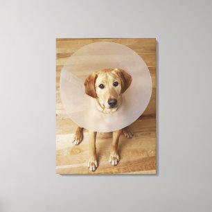 Labrador retriever with cone around his neck canvas print
