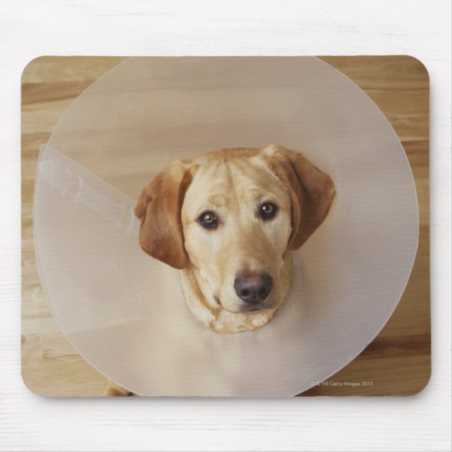 Labrador retriever with cone around his neck mouse pad (Front)