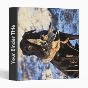Labrador Retriever with Drake Mallard Binder