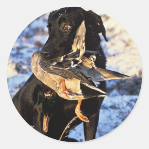 Labrador Retriever with Drake Mallard Classic Round Sticker