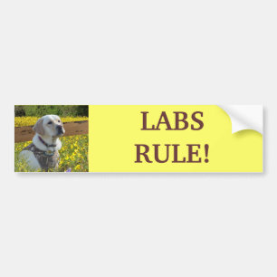 Labrador Retriever Yellow Flowers Bumper Sticker