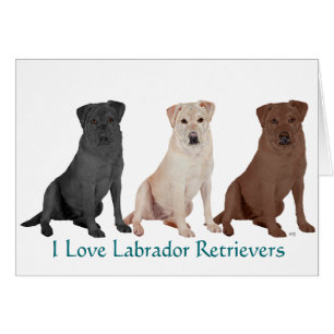 Labrador Retrievers - 3 Colours to Love