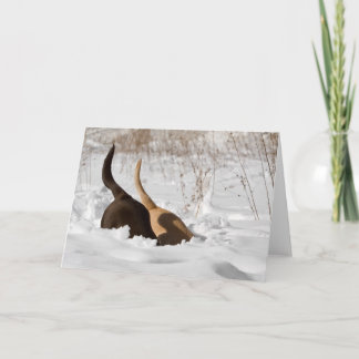 Labrador Retrievers Digging In Snow Greeting Card