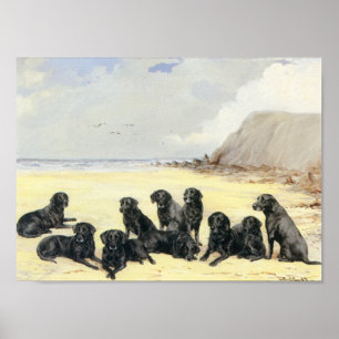 Labrador Retrievers On The Beach Print