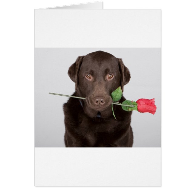 Labrador with Rose (Front)