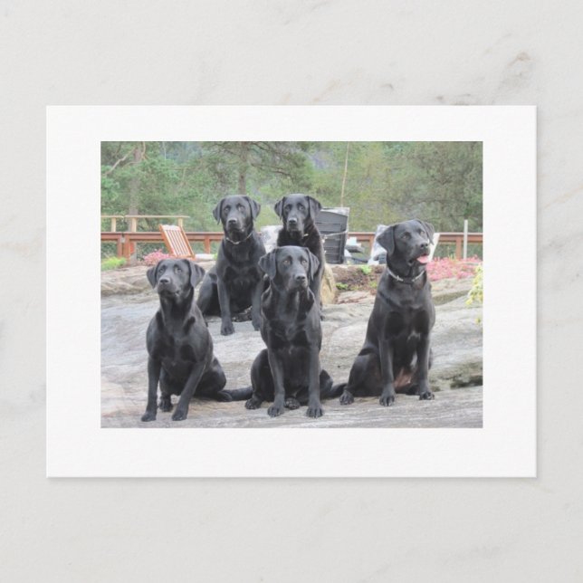 Labradors in Norway Postcard (Front)