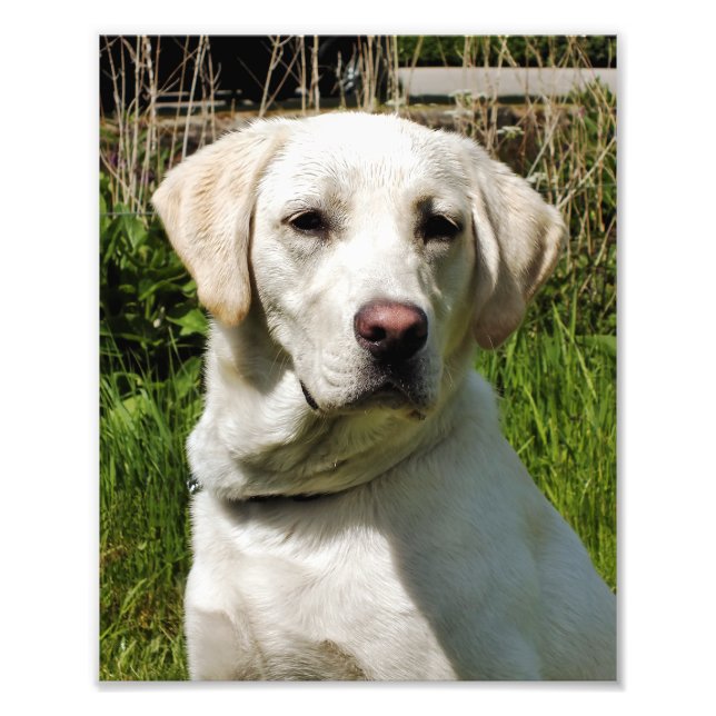 LABRADORS PHOTO PRINT (Front)