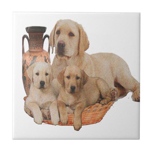 Labrardor retriever tiles (Front)