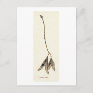 Laburnum Seeds Postcard