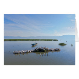 Lac Chapala Pelicans