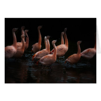 lac de Flamant rose