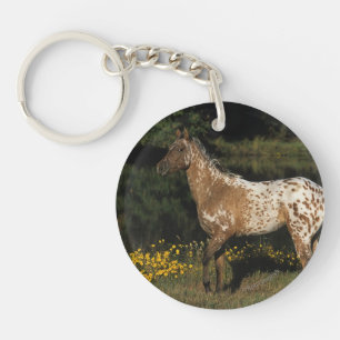 Lac se tenant prêt horse d'Appaloosa