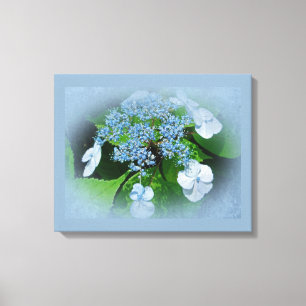 Lace Cap Blue Hydrangea Flowers Canvas Print