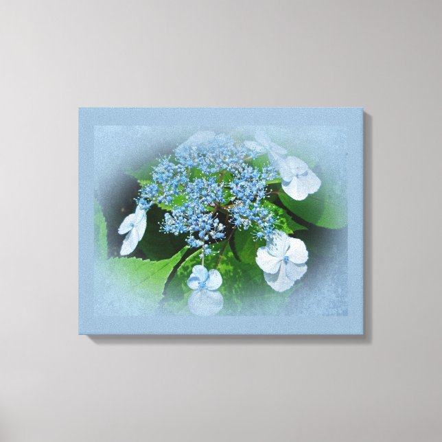 Lace Cap Blue Hydrangea Flowers Canvas Print (Front)