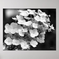 Lace Cap Hydrangea Black And White