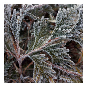 Lace on twigs poster