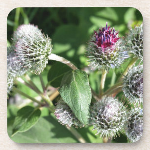 lace over thistle coaster